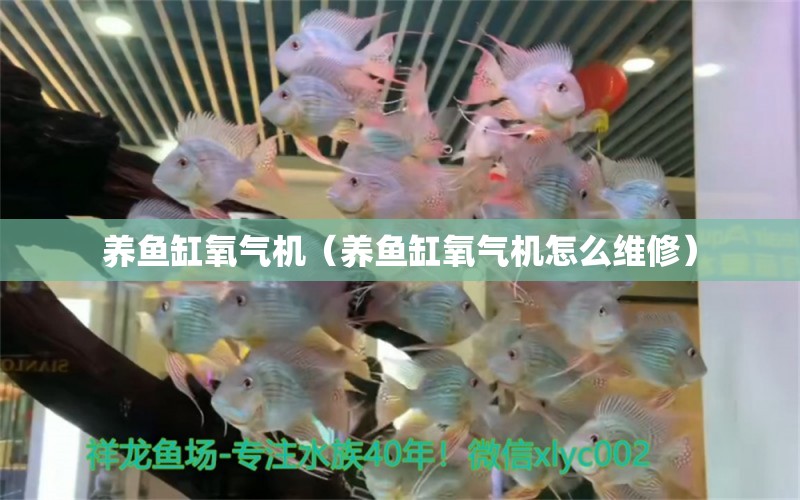 養(yǎng)魚缸氧氣機(jī)（養(yǎng)魚缸氧氣機(jī)怎么維修） 祥龍水族醫(yī)院