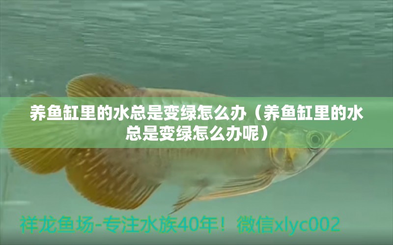 養(yǎng)魚缸里的水總是變綠怎么辦（養(yǎng)魚缸里的水總是變綠怎么辦呢） 斑馬鴨嘴魚