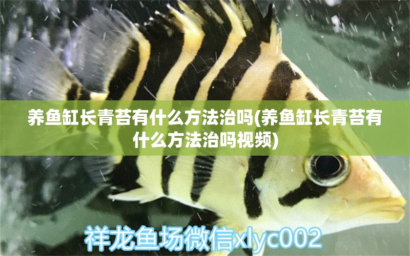 養(yǎng)魚缸長(zhǎng)青苔有什么方法治嗎(養(yǎng)魚缸長(zhǎng)青苔有什么方法治嗎視頻) 雪龍魚