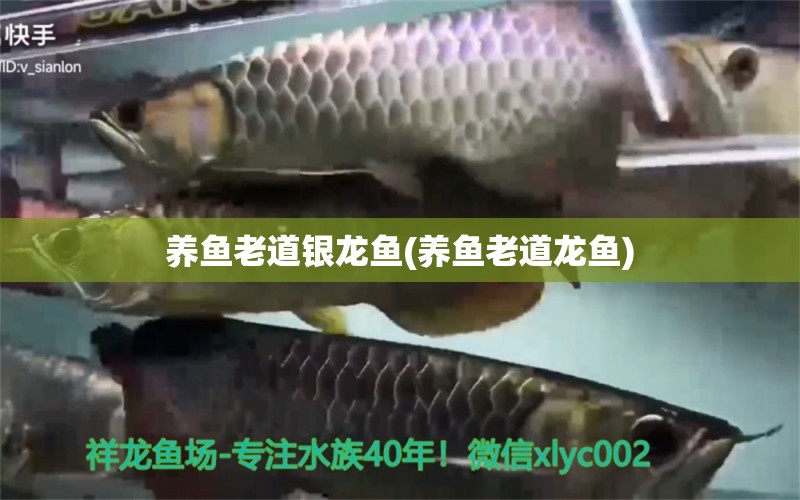 養(yǎng)魚老道銀龍魚(養(yǎng)魚老道龍魚) 銀龍魚