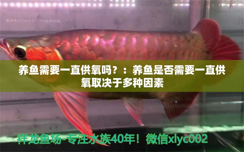 養(yǎng)魚(yú)需要一直供氧嗎？：養(yǎng)魚(yú)是否需要一直供氧取決于多種因素 魚(yú)缸百科 第2張