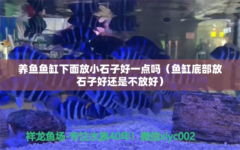 養(yǎng)魚魚缸下面放小石子好一點嗎（魚缸底部放石子好還是不放好）