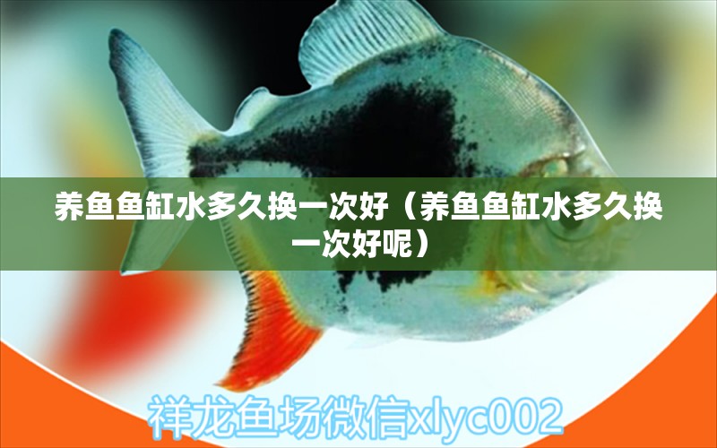 養(yǎng)魚魚缸水多久換一次好（養(yǎng)魚魚缸水多久換一次好呢） 黃吉金龍（白子金龍魚）