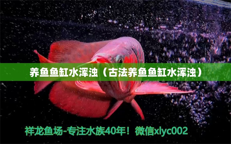 養(yǎng)魚魚缸水渾濁（古法養(yǎng)魚魚缸水渾濁） 觀賞魚市場（混養(yǎng)魚）