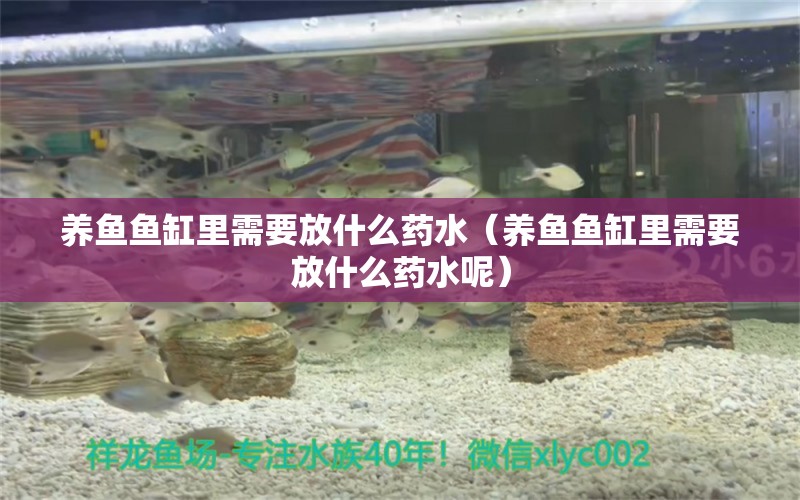 養(yǎng)魚魚缸里需要放什么藥水（養(yǎng)魚魚缸里需要放什么藥水呢） 龍鳳鯉魚