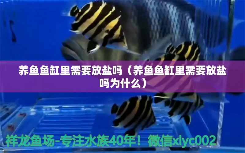 養(yǎng)魚魚缸里需要放鹽嗎（養(yǎng)魚魚缸里需要放鹽嗎為什么） 黃金達摩魚