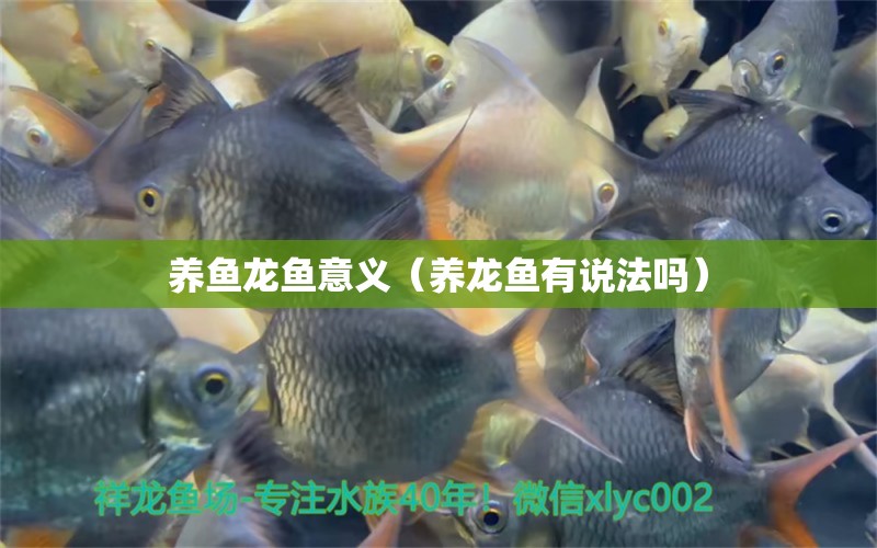 養(yǎng)魚龍魚意義（養(yǎng)龍魚有說法嗎） 水族用品