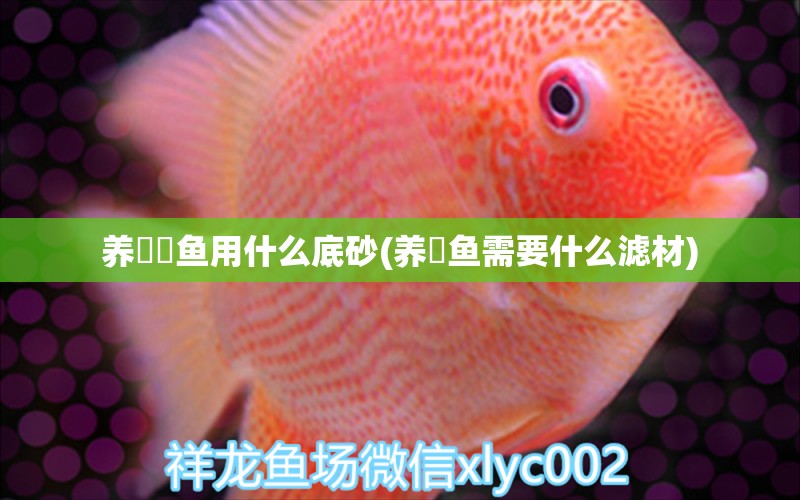 養(yǎng)鳑鲏魚用什么底砂(養(yǎng)魟魚需要什么濾材) 南美異型魚