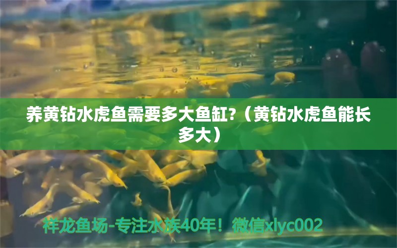 養(yǎng)黃鉆水虎魚需要多大魚缸?（黃鉆水虎魚能長多大）