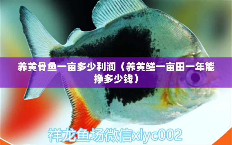 養(yǎng)黃骨魚(yú)一畝多少利潤(rùn)（養(yǎng)黃鱔一畝田一年能掙多少錢(qián)）