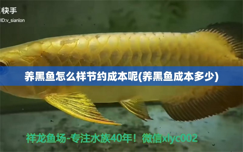 養(yǎng)黑魚怎么樣節(jié)約成本呢(養(yǎng)黑魚成本多少) 溫控設備