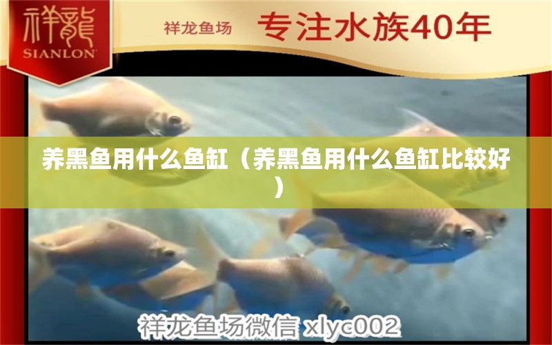 養(yǎng)黑魚用什么魚缸（養(yǎng)黑魚用什么魚缸比較好） 白子銀版魚苗