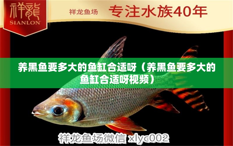 養(yǎng)黑魚要多大的魚缸合適呀（養(yǎng)黑魚要多大的魚缸合適呀視頻） 月光鴨嘴魚