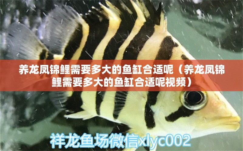 養(yǎng)龍鳳錦鯉需要多大的魚缸合適呢（養(yǎng)龍鳳錦鯉需要多大的魚缸合適呢視頻） 其他品牌魚缸