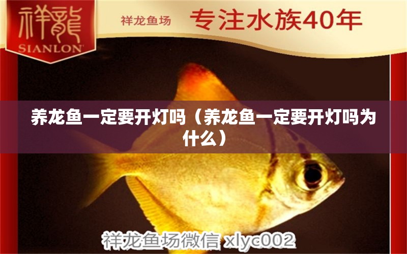 養(yǎng)龍魚一定要開(kāi)燈嗎（養(yǎng)龍魚一定要開(kāi)燈嗎為什么） 斑馬鴨嘴魚