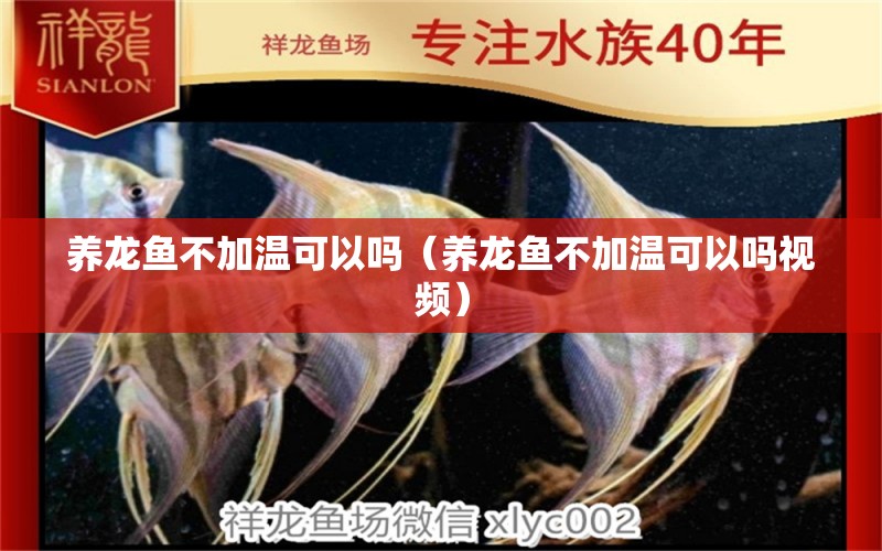 養(yǎng)龍魚不加溫可以嗎（養(yǎng)龍魚不加溫可以嗎視頻） 祥龍水族醫(yī)院