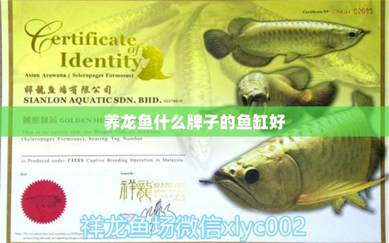 養(yǎng)龍魚什么牌子的魚缸好 魚缸水質(zhì)穩(wěn)定劑