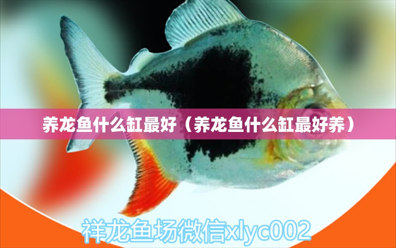 養(yǎng)龍魚什么缸最好（養(yǎng)龍魚什么缸最好養(yǎng)） 泰龐海蓮魚