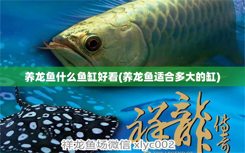 養(yǎng)龍魚什么魚缸好看(養(yǎng)龍魚適合多大的缸) 其它水族用具設(shè)備