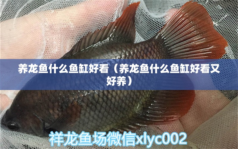 養(yǎng)龍魚什么魚缸好看（養(yǎng)龍魚什么魚缸好看又好養(yǎng)）