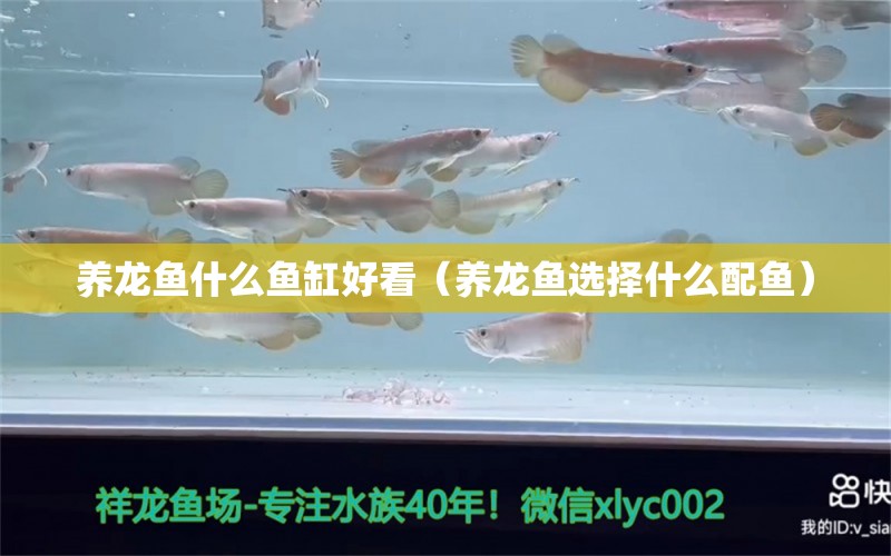 養(yǎng)龍魚什么魚缸好看（養(yǎng)龍魚選擇什么配魚）