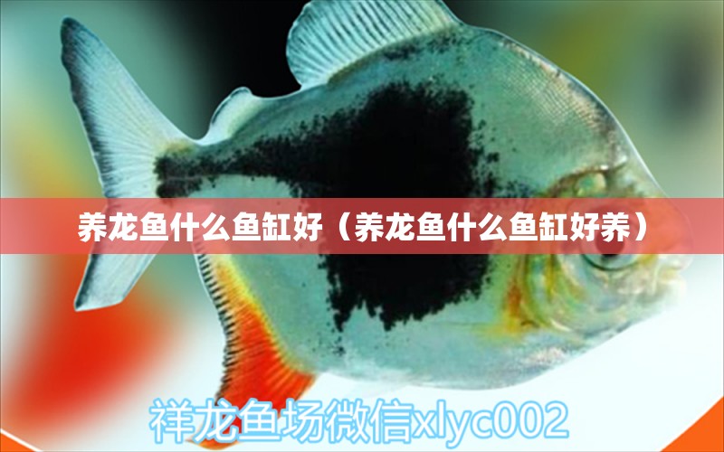 養(yǎng)龍魚什么魚缸好（養(yǎng)龍魚什么魚缸好養(yǎng)） 廣州龍魚批發(fā)市場