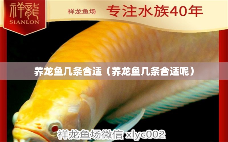 養(yǎng)龍魚幾條合適（養(yǎng)龍魚幾條合適呢）