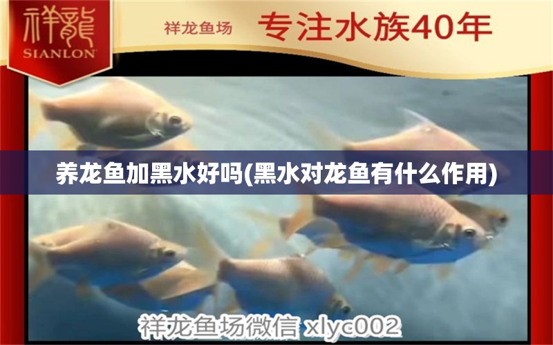 養(yǎng)龍魚加黑水好嗎(黑水對龍魚有什么作用) 豬鼻龜