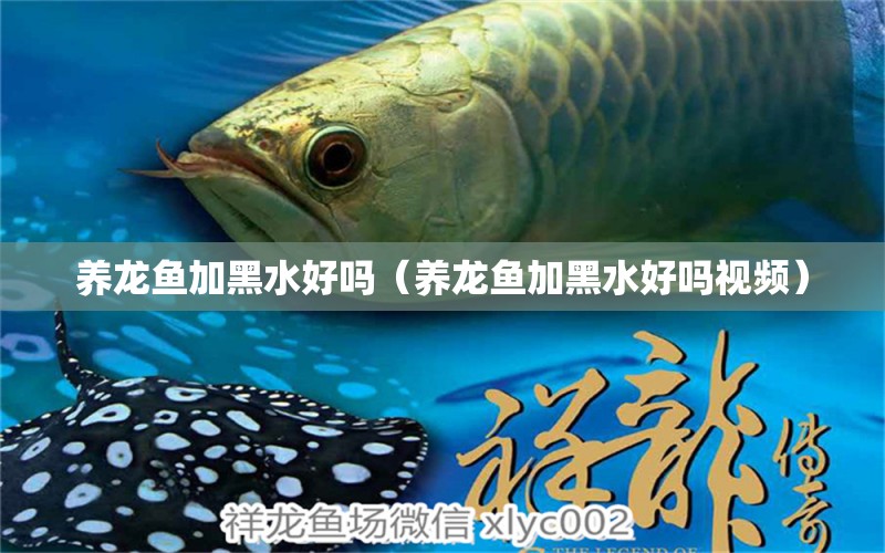 養(yǎng)龍魚加黑水好嗎（養(yǎng)龍魚加黑水好嗎視頻） 廣州龍魚批發(fā)市場(chǎng)