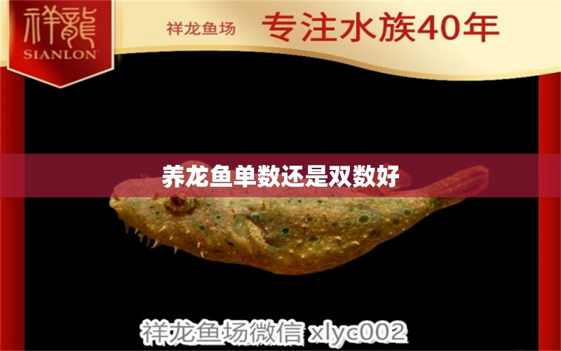 養(yǎng)龍魚單數(shù)還是雙數(shù)好 龍魚百科 第2張