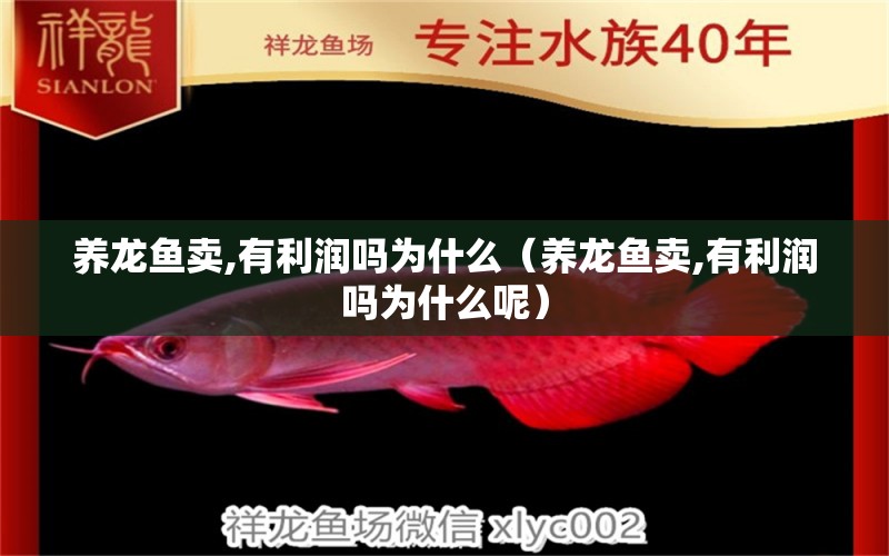 養(yǎng)龍魚賣,有利潤嗎為什么（養(yǎng)龍魚賣,有利潤嗎為什么呢） 網(wǎng)上購買觀賞魚