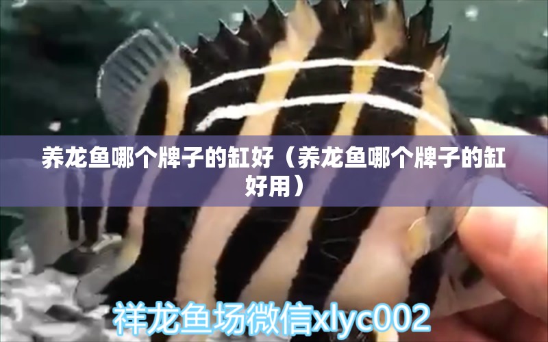 養(yǎng)龍魚哪個牌子的缸好（養(yǎng)龍魚哪個牌子的缸好用） 廣州龍魚批發(fā)市場