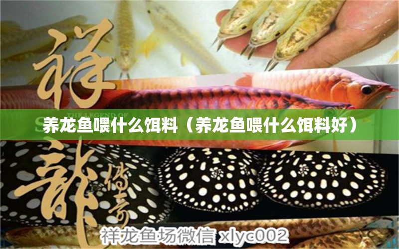 養(yǎng)龍魚(yú)喂什么餌料（養(yǎng)龍魚(yú)喂什么餌料好） 過(guò)背金龍魚(yú)