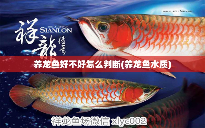 養(yǎng)龍魚好不好怎么判斷(養(yǎng)龍魚水質(zhì)) 水草 第1張