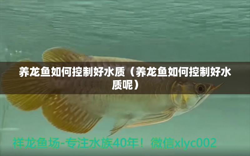 養(yǎng)龍魚如何控制好水質(zhì)（養(yǎng)龍魚如何控制好水質(zhì)呢） 龍魚疾病與治療