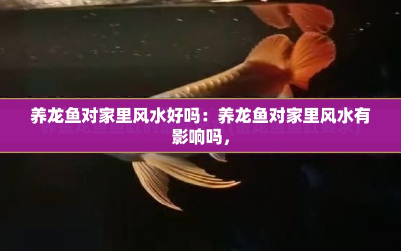 養(yǎng)龍魚(yú)對(duì)家里風(fēng)水好嗎：養(yǎng)龍魚(yú)對(duì)家里風(fēng)水有影響嗎， 水族問(wèn)答