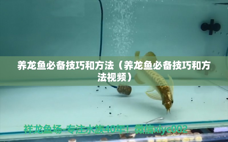 養(yǎng)龍魚必備技巧和方法（養(yǎng)龍魚必備技巧和方法視頻）