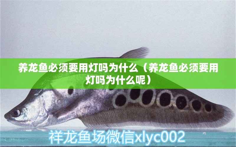 養(yǎng)龍魚必須要用燈嗎為什么（養(yǎng)龍魚必須要用燈嗎為什么呢） 黃金招財貓魚