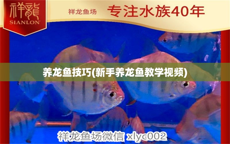 養(yǎng)龍魚技巧(新手養(yǎng)龍魚教學視頻)