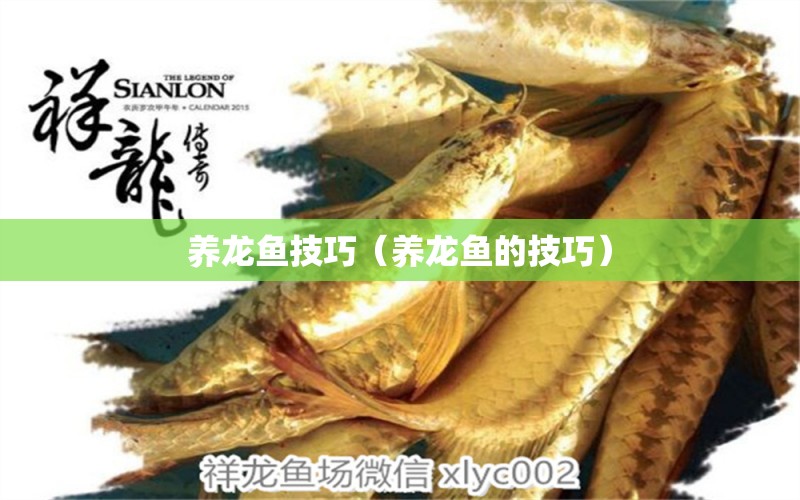 養(yǎng)龍魚技巧（養(yǎng)龍魚的技巧）