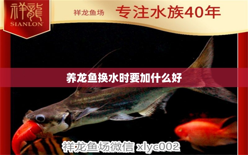 養(yǎng)龍魚換水時(shí)要加什么好