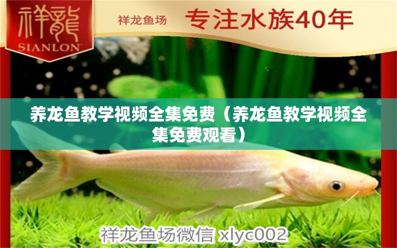 養(yǎng)龍魚(yú)教學(xué)視頻全集免費(fèi)（養(yǎng)龍魚(yú)教學(xué)視頻全集免費(fèi)觀看）