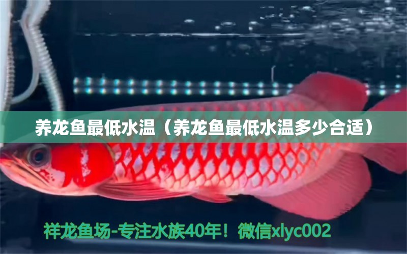 養(yǎng)龍魚最低水溫（養(yǎng)龍魚最低水溫多少合適） 廣州龍魚批發(fā)市場(chǎng)