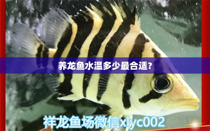 養(yǎng)龍魚水溫多少最合適？