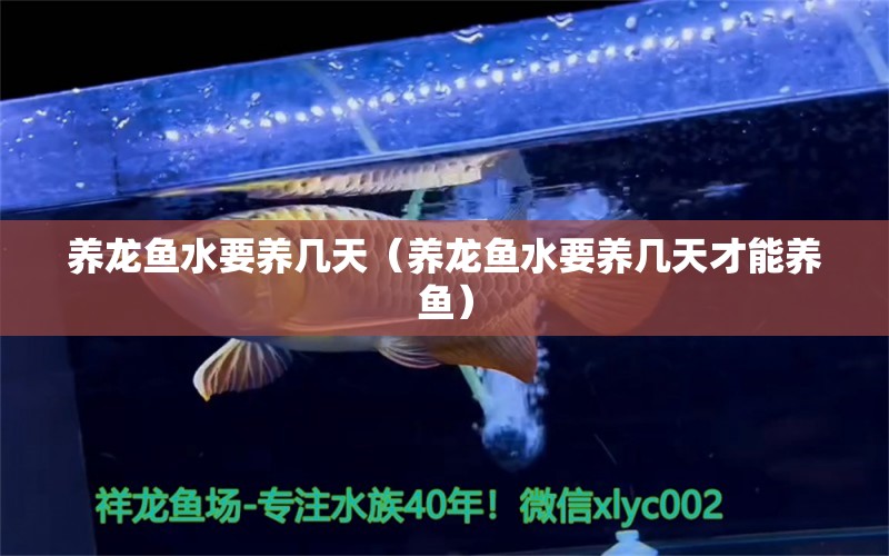 養(yǎng)龍魚水要養(yǎng)幾天（養(yǎng)龍魚水要養(yǎng)幾天才能養(yǎng)魚） 金三間魚