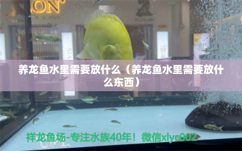 養(yǎng)龍魚水里需要放什么（養(yǎng)龍魚水里需要放什么東西）