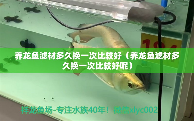 養(yǎng)龍魚濾材多久換一次比較好（養(yǎng)龍魚濾材多久換一次比較好呢）