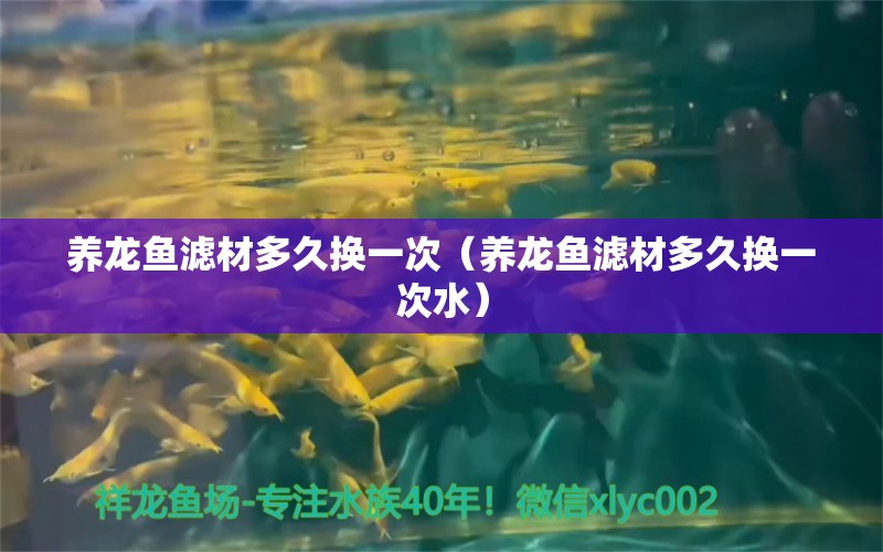 養(yǎng)龍魚濾材多久換一次（養(yǎng)龍魚濾材多久換一次水） 廣州龍魚批發(fā)市場