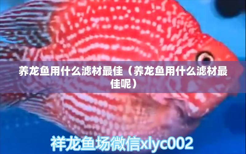 養(yǎng)龍魚用什么濾材最佳（養(yǎng)龍魚用什么濾材最佳呢）