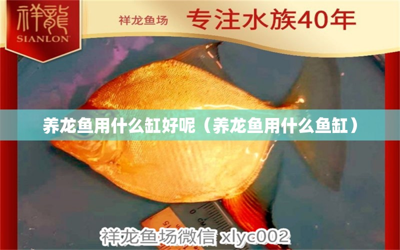 養(yǎng)龍魚用什么缸好呢（養(yǎng)龍魚用什么魚缸）